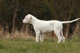 DOGUE ARGENTIN 090